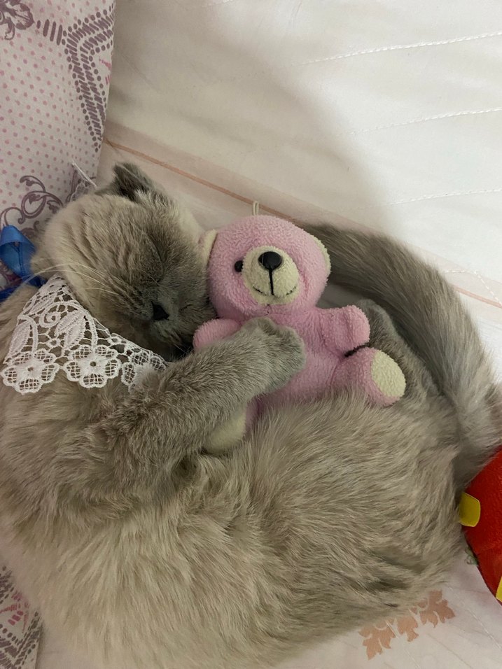 Scottish fold  erkek kedi - Görsel 2