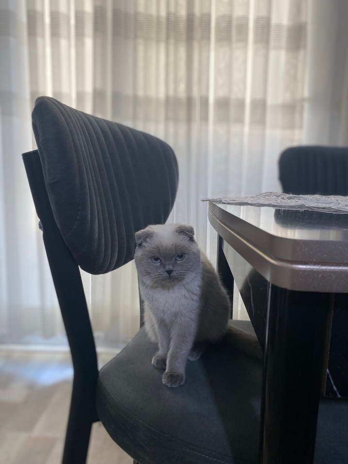 Scottish fold  erkek kedi - Görsel 4