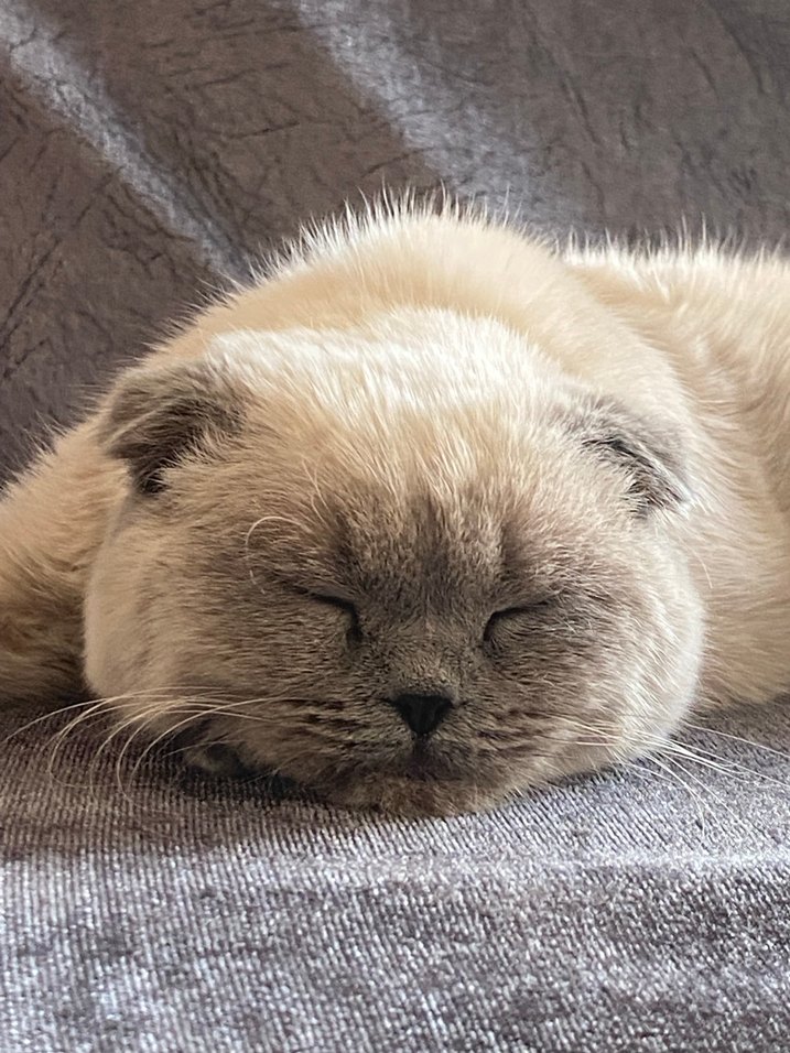 Scottish fold  erkek kedi - Görsel 3
