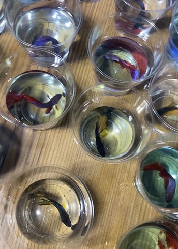 Beta balıkları Adana - Görsel 3