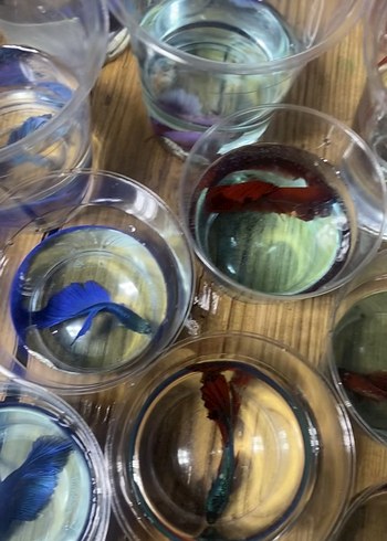 Beta balıkları Adana - Görsel 2