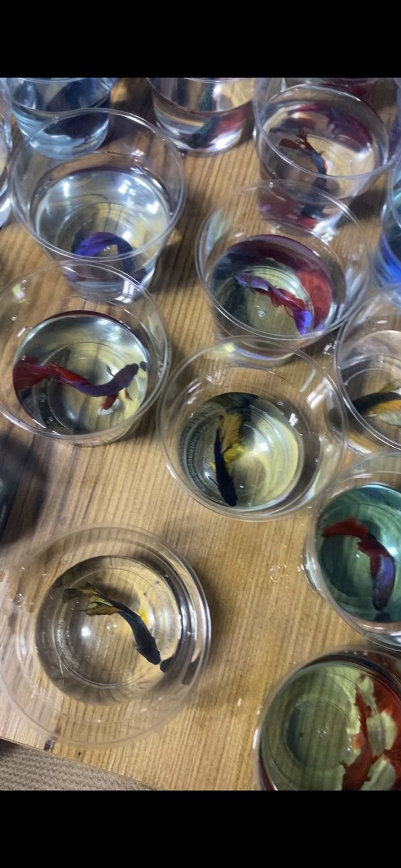 Beta balıkları Adana - Görsel 3