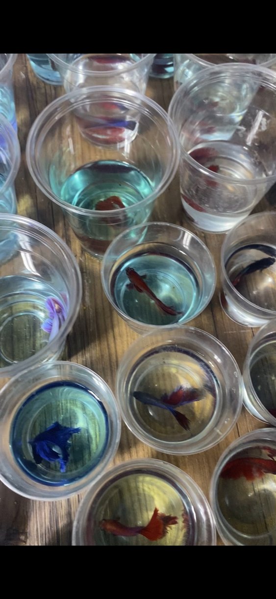 Beta balıkları Adana - Görsel 4