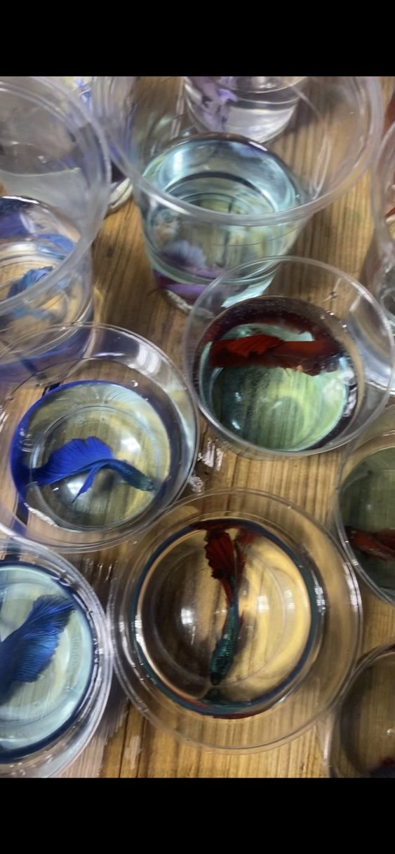 Beta balıkları Adana - Görsel 2