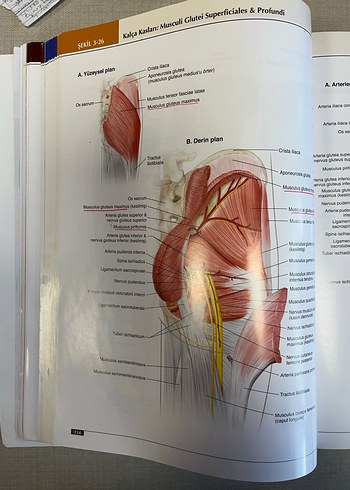 Anatomi Atlası - Görsel 5