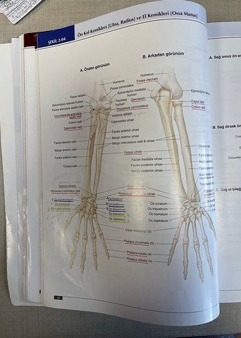 Anatomi Atlası - Görsel 7