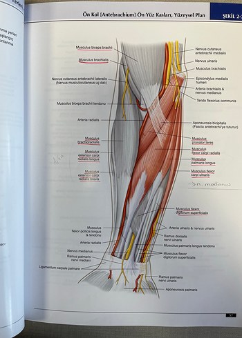 Anatomi Atlası - Görsel 6