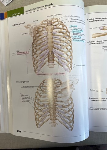 Anatomi Atlası - Görsel 4