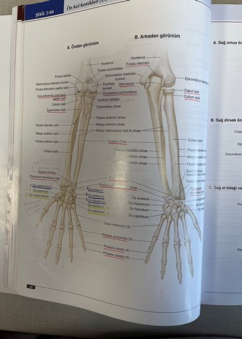 Anatomi Atlası - Görsel 2