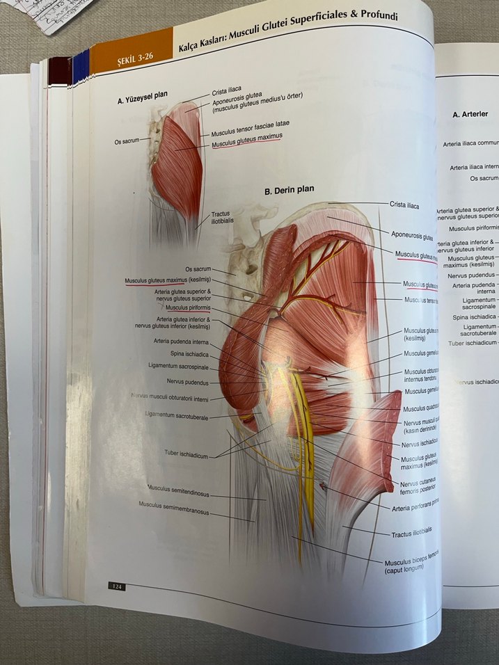 Anatomi Atlası - Görsel 5