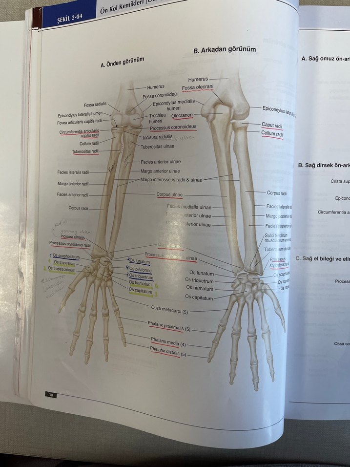 Anatomi Atlası - Görsel 2
