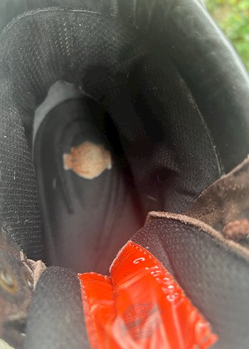 Harley-Davidson Erkek Süet Biker Bot - Görsel 5