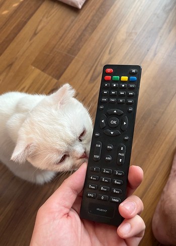 Uydu Alıcısı Kumandası Siyah - Görsel 4