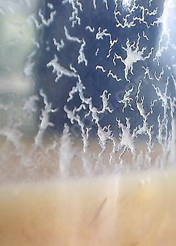 mikro kurt kültürü - Görsel 2