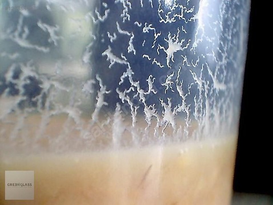 mikro kurt kültürü - Görsel 2