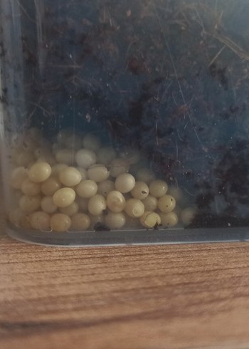 dev afrika salyangoz - Görsel 2