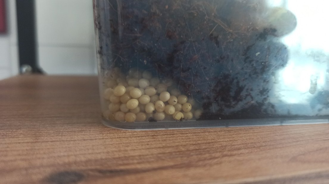 dev afrika salyangoz - Görsel 2