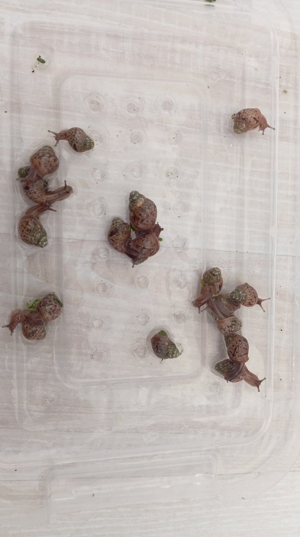 dev afrika salyangoz - Görsel 2