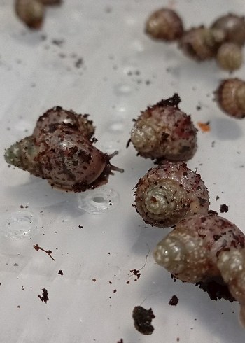 dev afrika salyangoz - Görsel 2