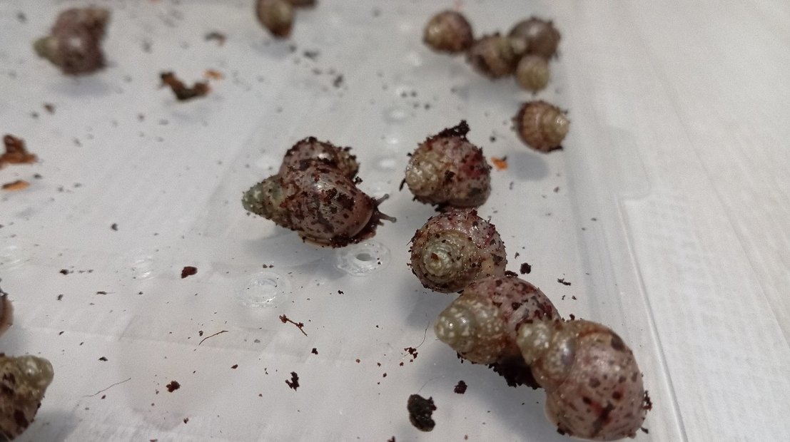 dev afrika salyangoz - Görsel 2