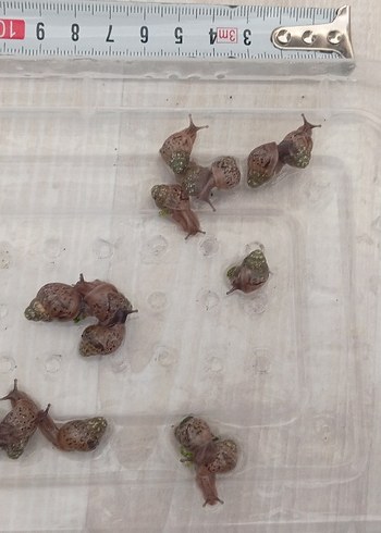 dev afrika salyangoz - Görsel 2