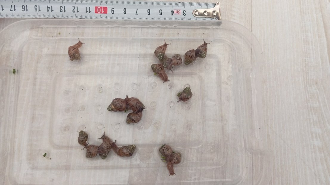 dev afrika salyangoz - Görsel 2