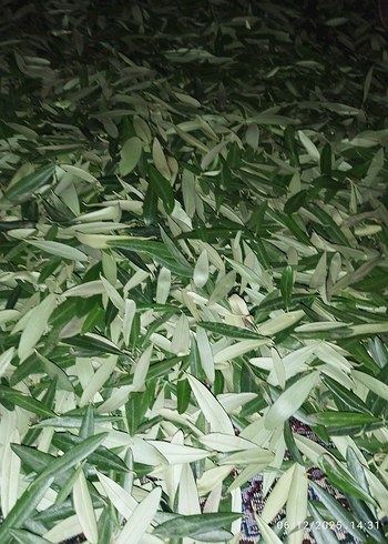 Zeytin Ağacı Yaprağı 100 Gr - Görsel 2