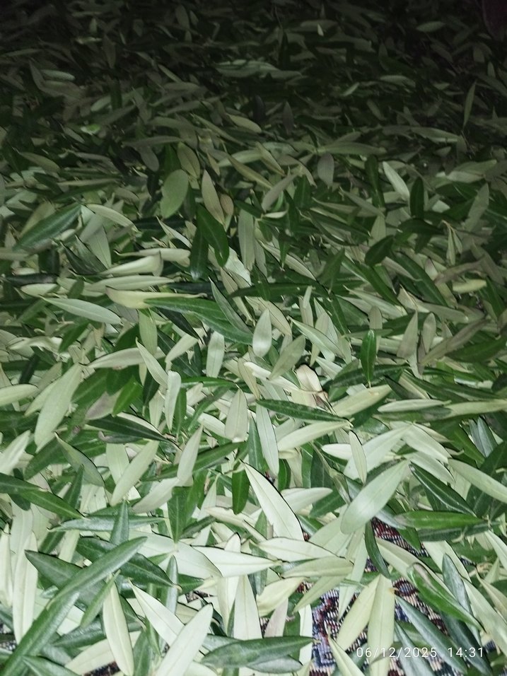 Zeytin Ağacı Yaprağı 100 Gr - Görsel 2