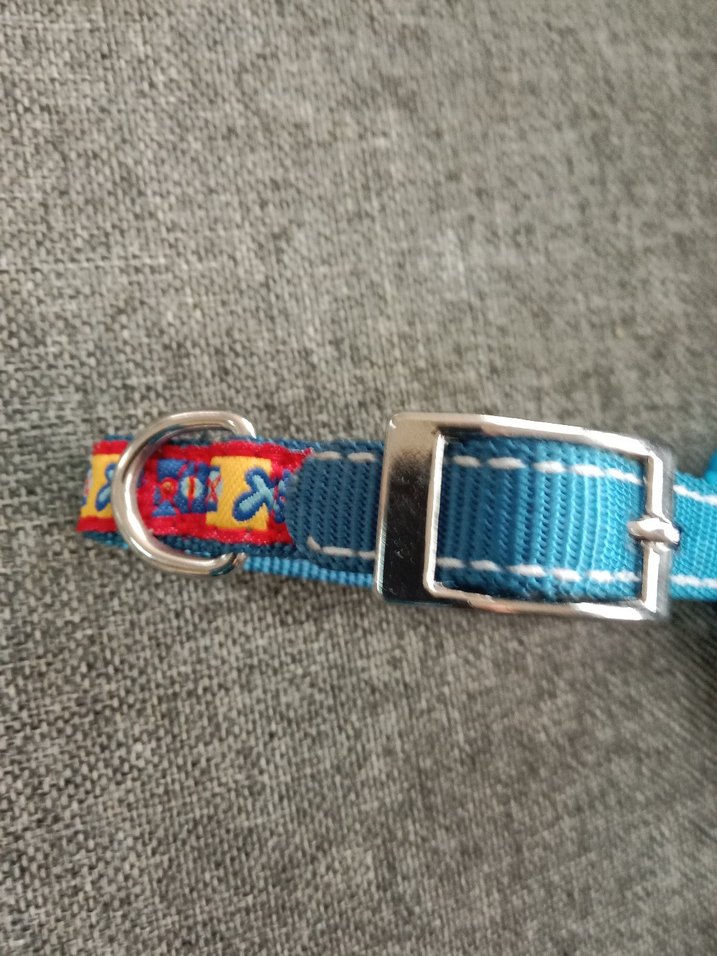 Renkli Mavi köpek Tasması - Görsel 3