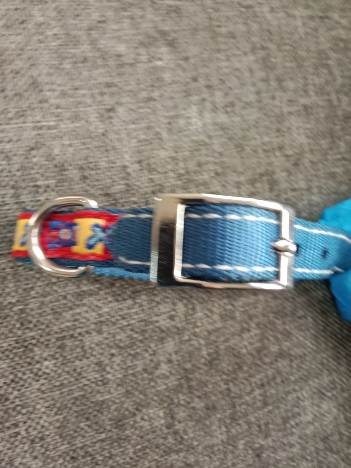 Renkli Mavi köpek Tasması - Görsel 5