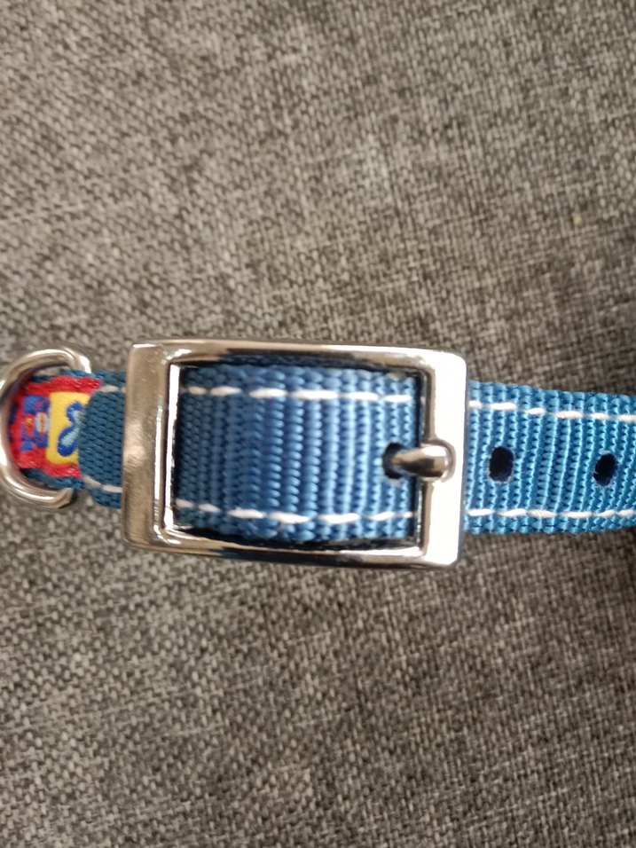 Renkli Mavi köpek Tasması - Görsel 4