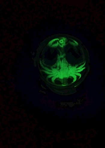 Şeffaf Turkuaz Zodiac Yengec Burcu Anahtarlık - Görsel 4