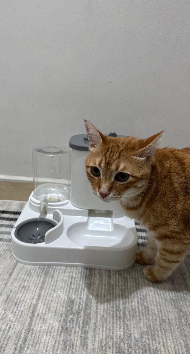 Mama Ve Su Kabı - Görsel 4