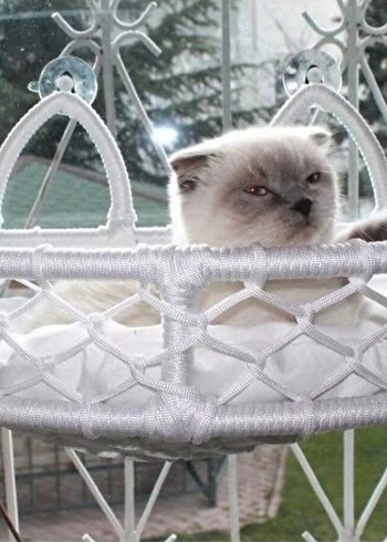 Kedi Cam Yatağı & Güçlü Vantuzlu Cam Yatağı - Görsel 2