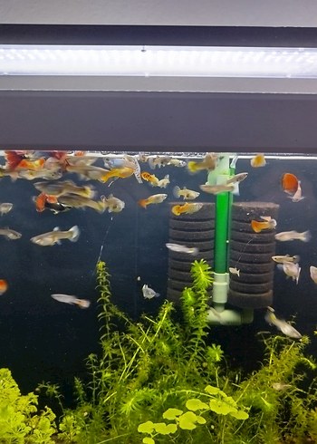 karma lepistes - Görsel 5