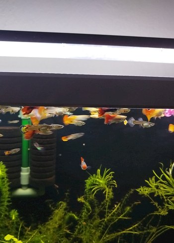 karma lepistes - Görsel 3