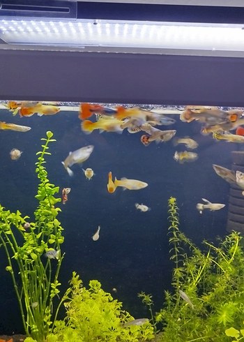 karma lepistes - Görsel 2