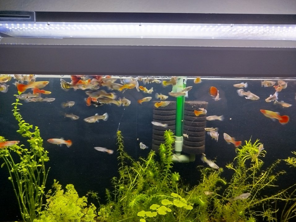 karma lepistes - Görsel 5