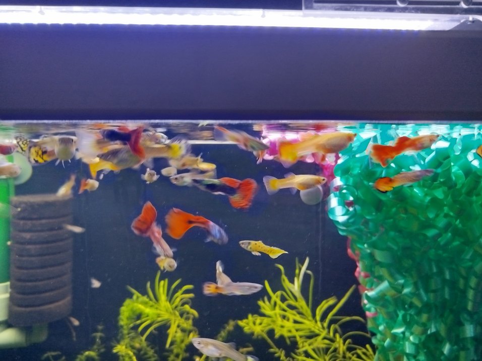 karma lepistes - Görsel 4