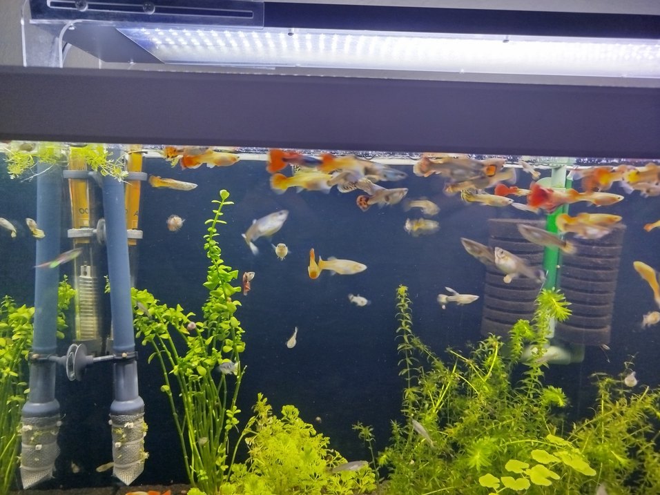 karma lepistes - Görsel 2