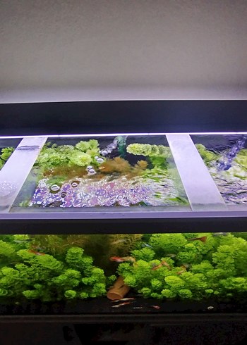 Akvaryum için Canlı Yeşil Bitki - Görsel 5