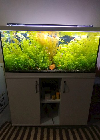 Akvaryum için Canlı Yeşil Bitki - Görsel 3