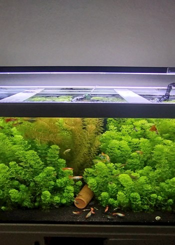 Akvaryum için Canlı Yeşil Bitki - Görsel 2