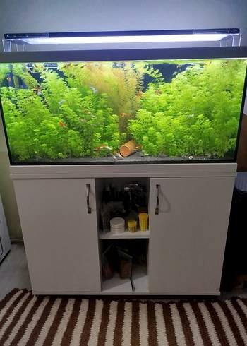 Akvaryum için Canlı Yeşil Bitki - Görsel 4