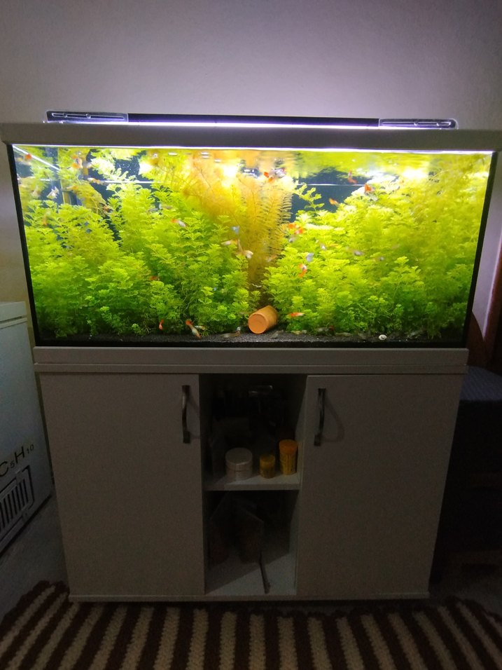 Akvaryum için Canlı Yeşil Bitki - Görsel 3