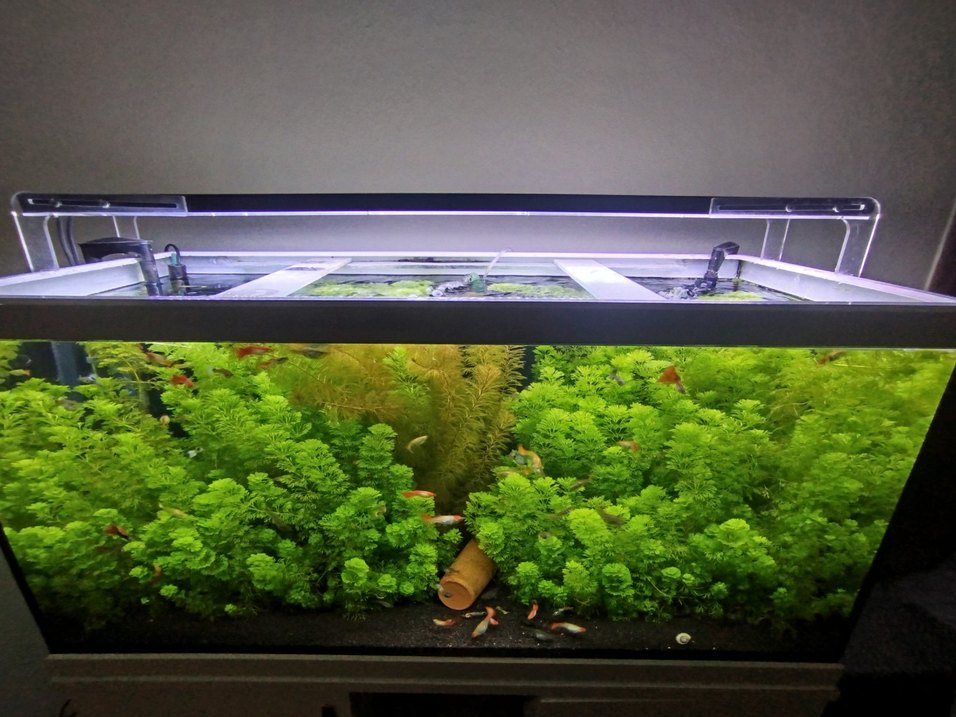 Akvaryum için Canlı Yeşil Bitki - Görsel 2