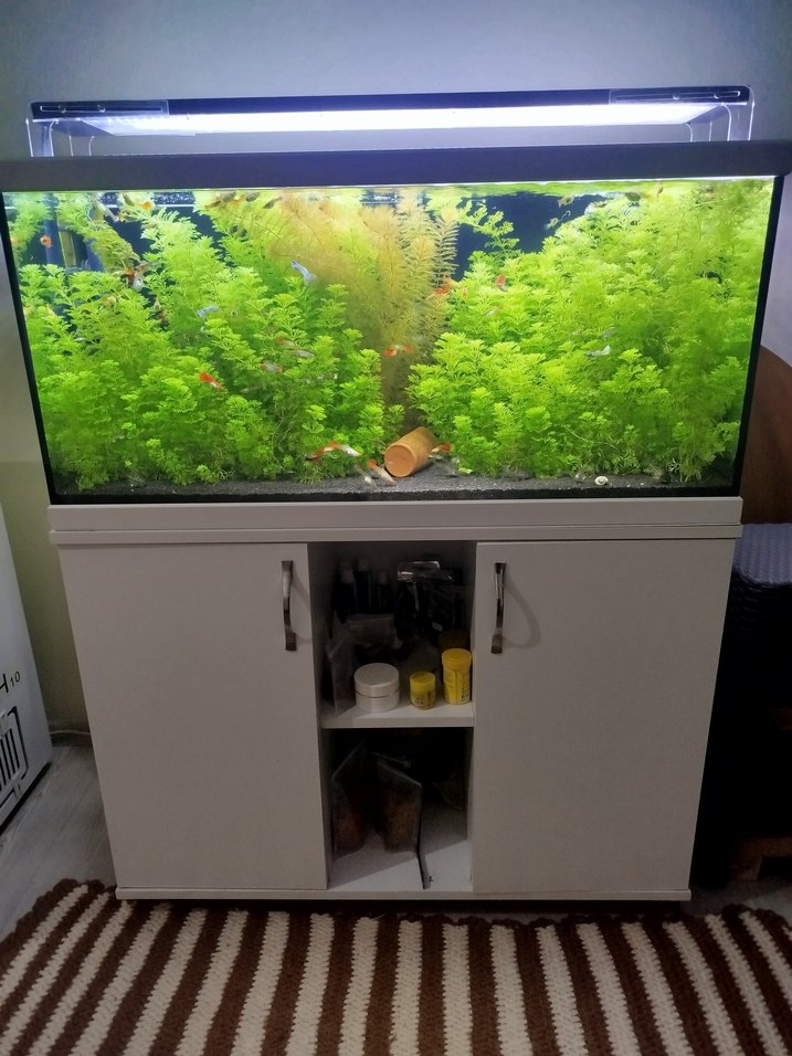 Akvaryum için Canlı Yeşil Bitki - Görsel 4