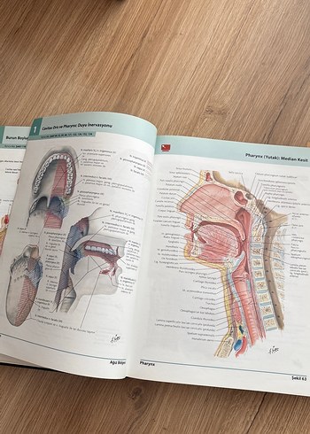 İnsan Anatomisi Atlası 5. Baskı - Frank H. Netter - Görsel 3