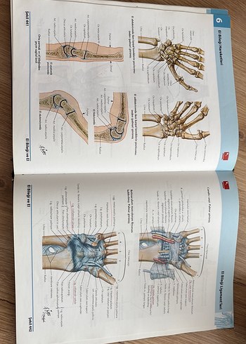 İnsan Anatomisi Atlası 5. Baskı - Frank H. Netter - Görsel 2