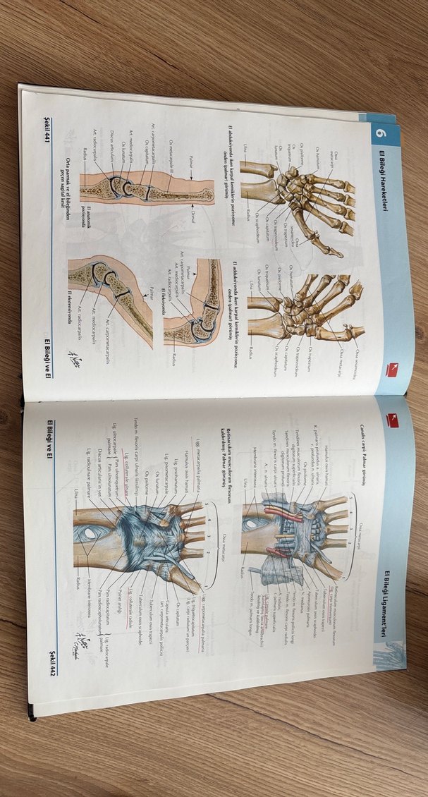 İnsan Anatomisi Atlası 5. Baskı - Frank H. Netter - Görsel 2